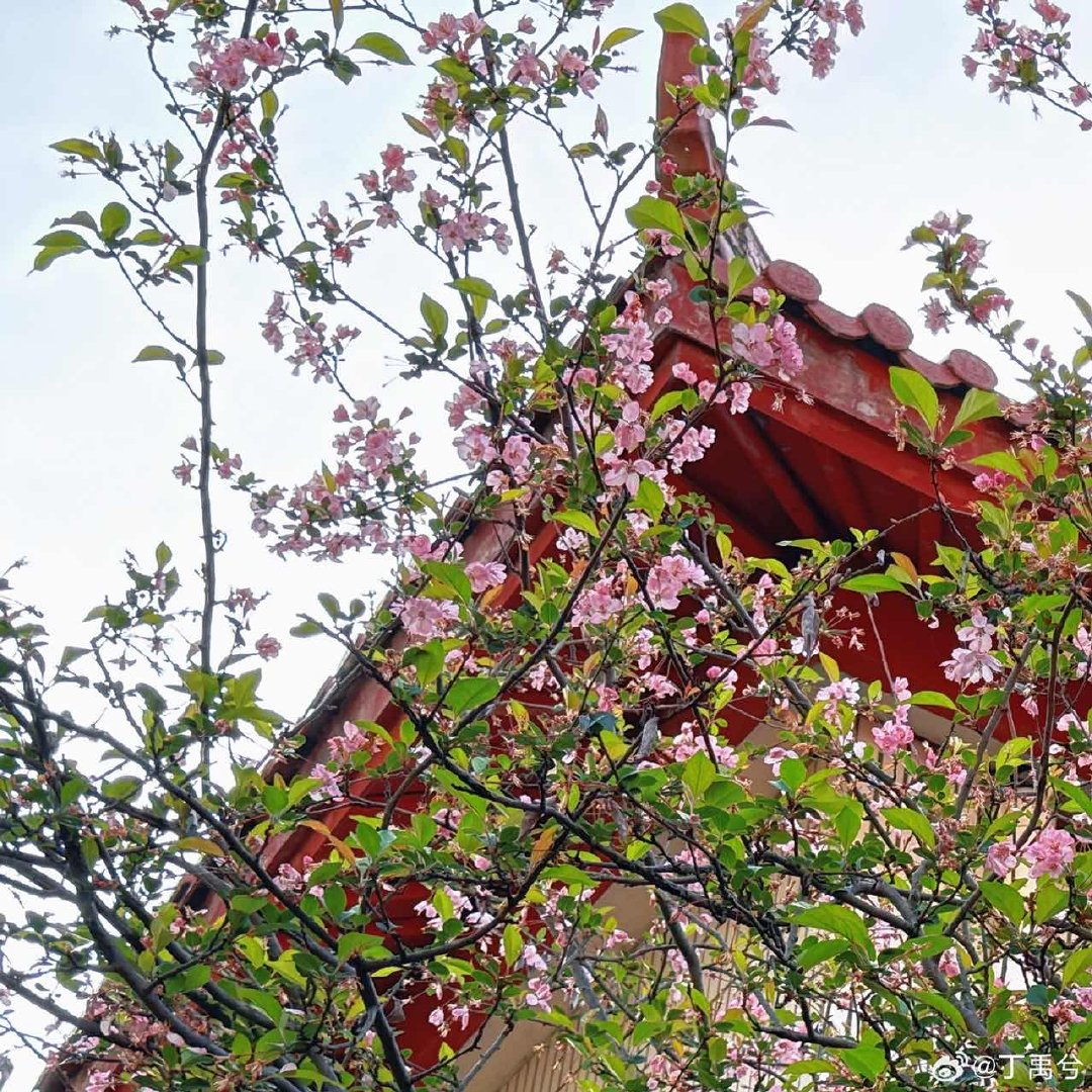 丁禹兮晒海棠花丁禹兮拍海棠花丁禹兮晒海棠花嘞 