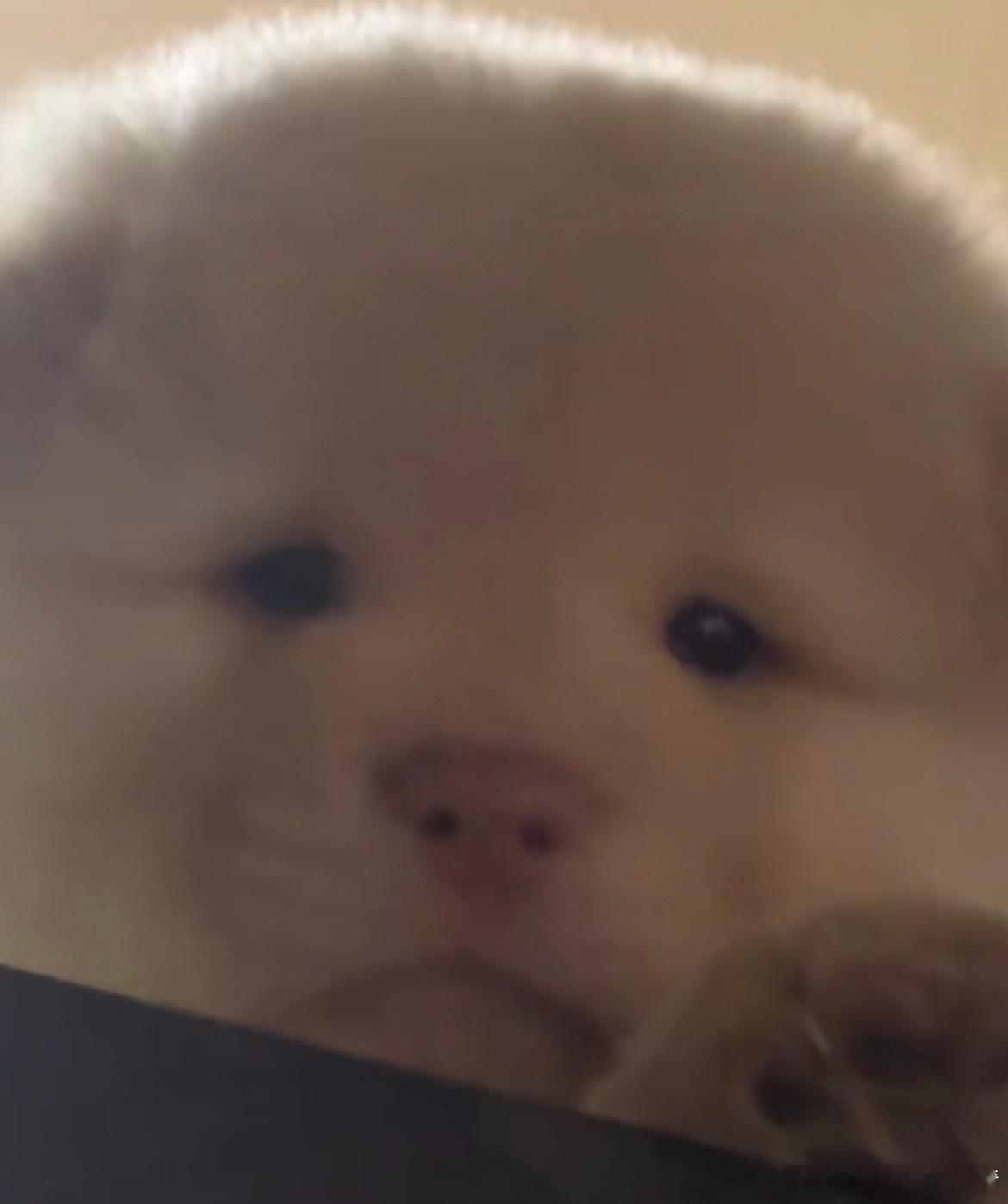小肥狗小肥狗 