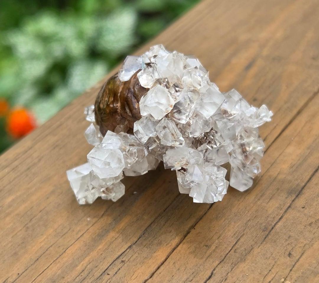 这是用硼砂溶液结晶处理过的蝉蜕，外壳上覆盖了一层白色晶体，看起来像披着冰雪盔甲。