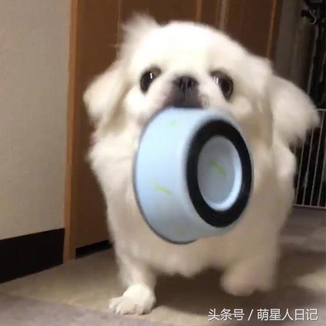 【这是我见过最有脾气的京巴犬，狗子没按时吃饭竟在主人面霸气摔碗】这只可爱的白色京