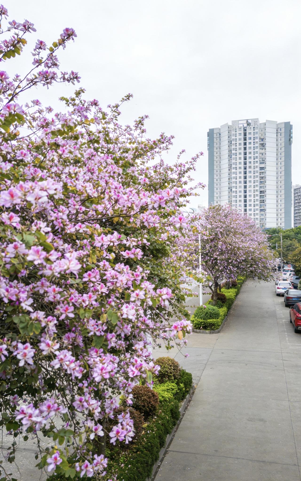 出门上班遇上好风景🌸🌸🌸🌸