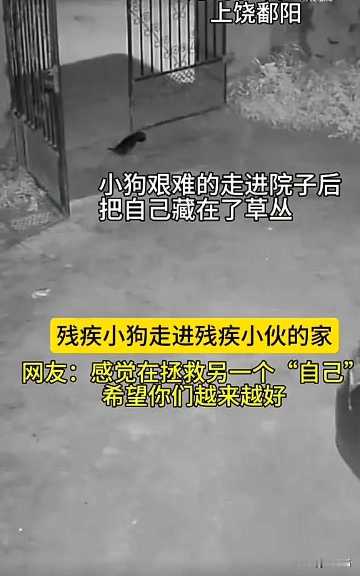 这就是互相救赎！7月6日，江西上饶一只残疾小狗艰难地爬进了一位残疾小伙的家，小伙