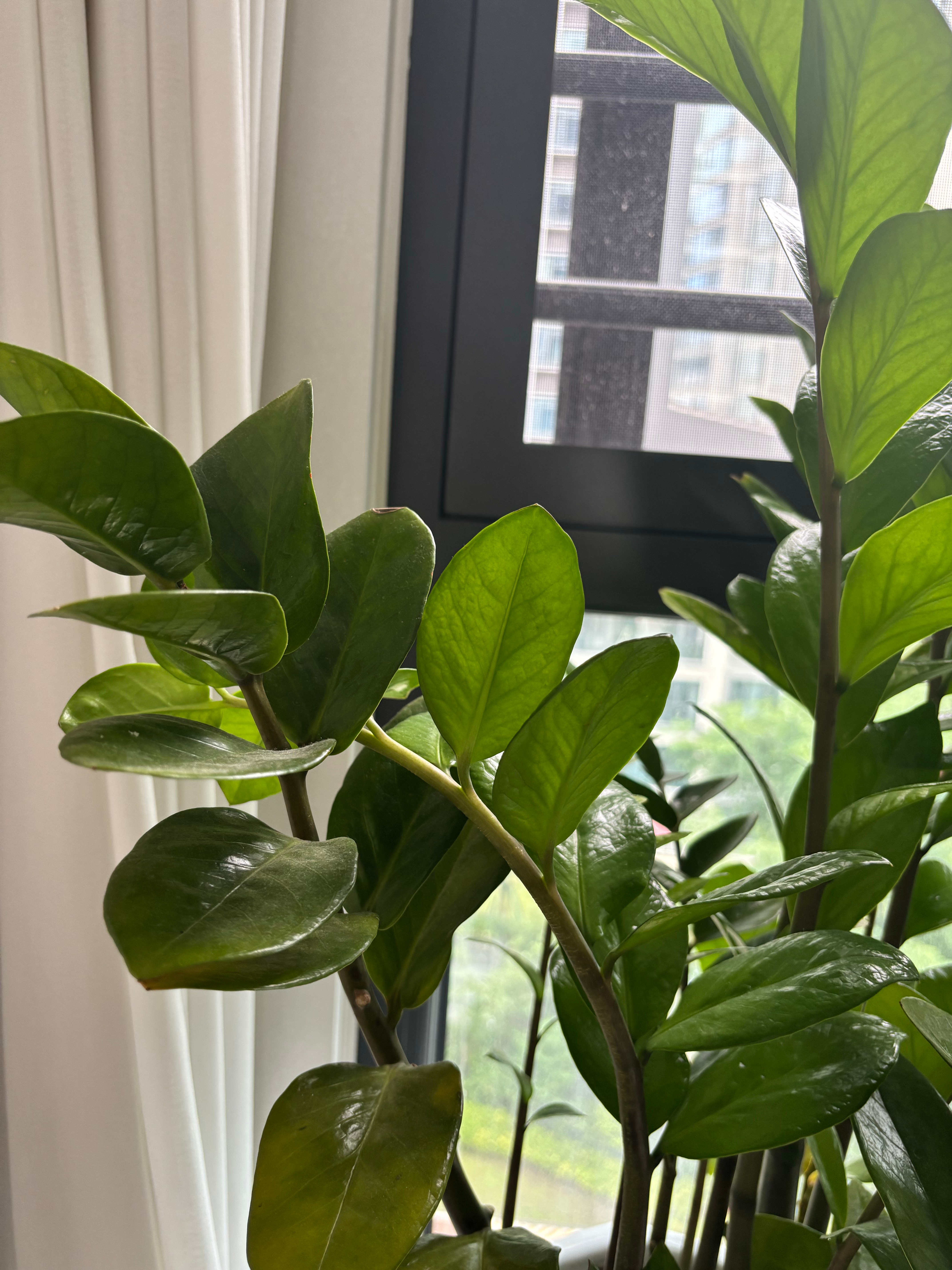 种植 每天看看新鲜的绿色。有益身心健康。 