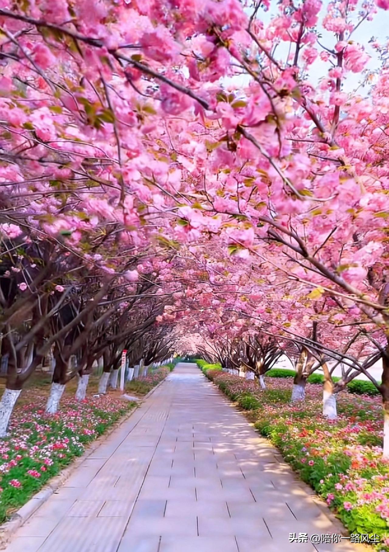 三月春回大地，万物复苏，仿佛是花仙子降临人间，一夜就让百花齐放。


在这样天气