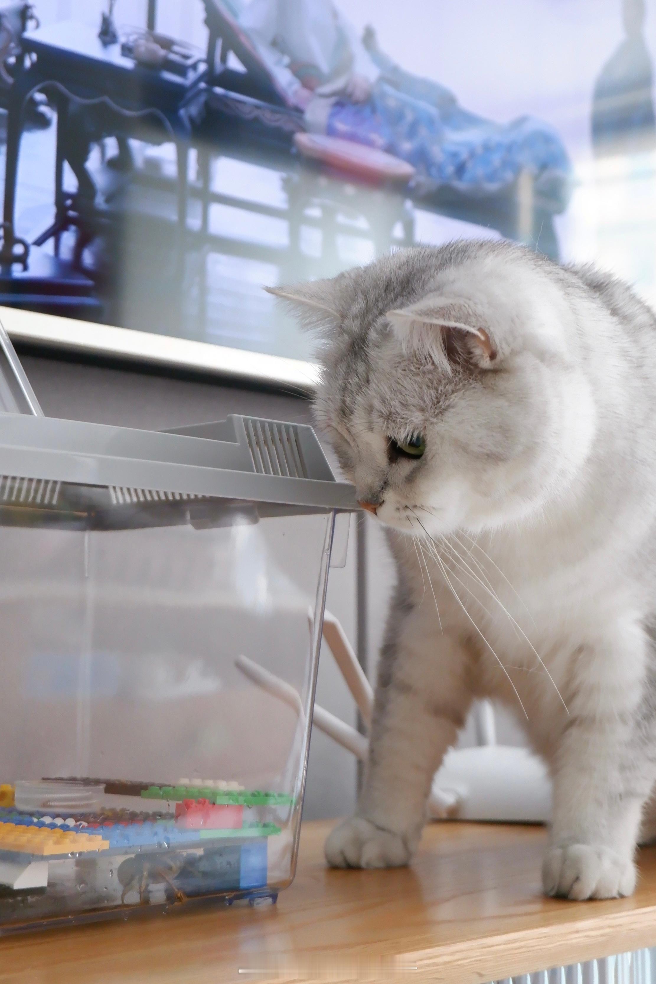 大人看大电视 小猫看小电视🦀️六一儿童节快乐！🎉#喵趣横生# #六一儿童节#