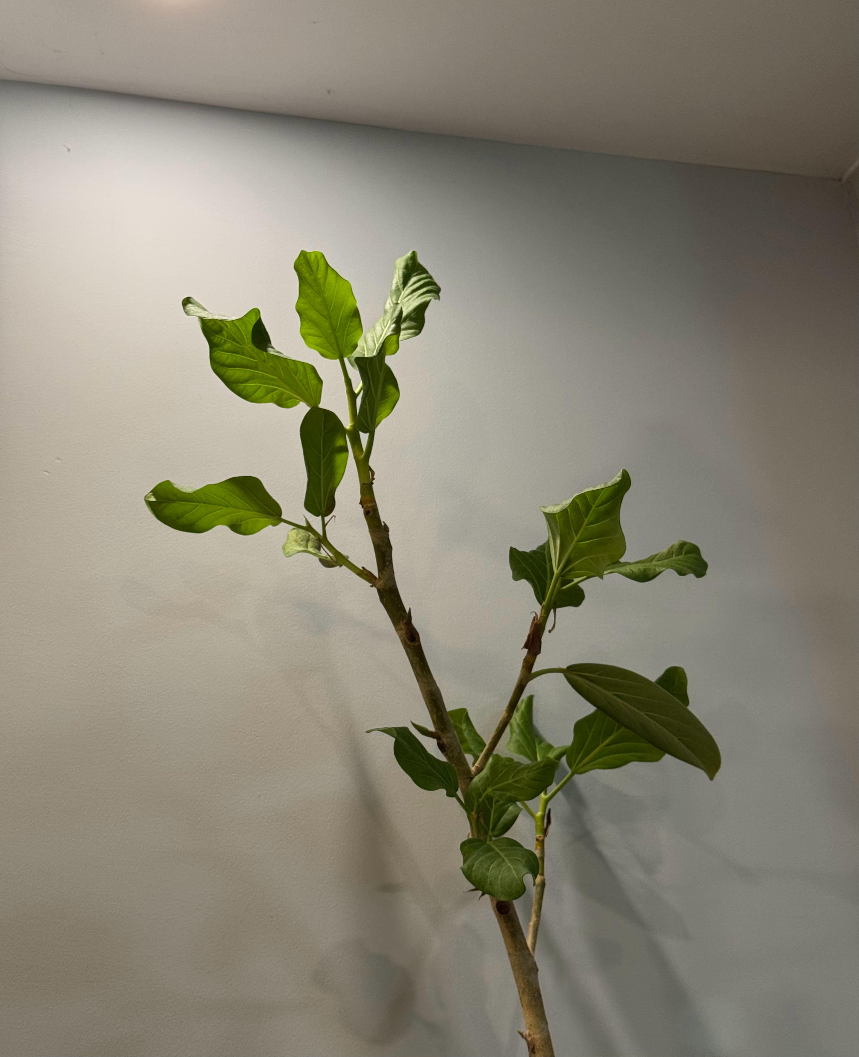 猛然发现，我这个植物杀手把老叶养死后，它又顽强的长出了新叶子🍃这是死而复生了吗