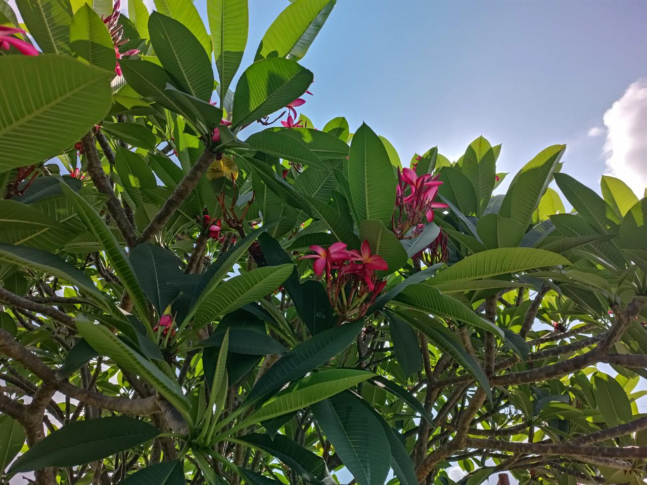 鸡蛋花🌸
花色艳丽
花朵优美
花姿柔雅
姹紫嫣红
娇艳欲滴
花香飘飘
下午好[