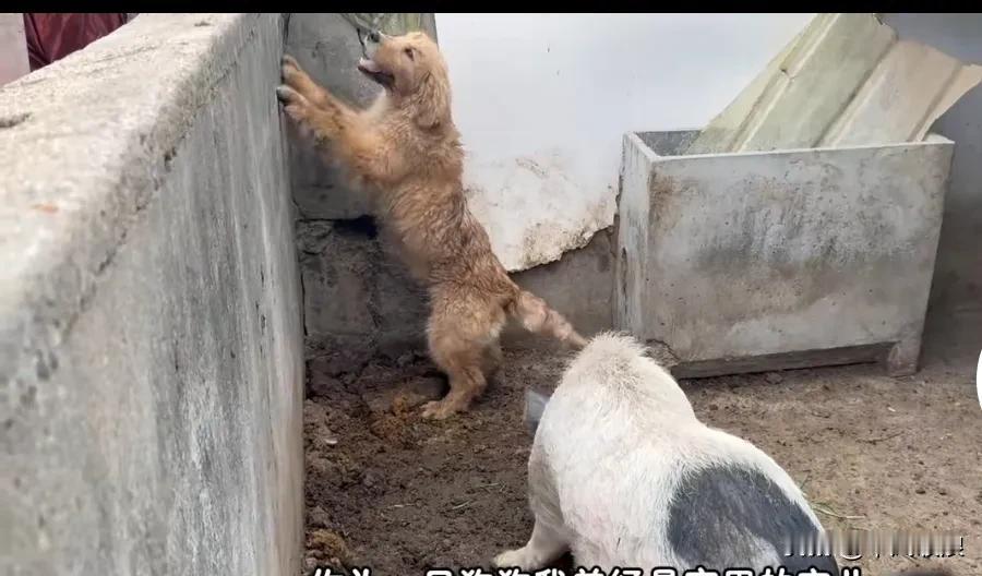 因我双目失明主人把我关在猪圈里，和猪同吃同睡，我以为主人会和以往一样对我呵护，关