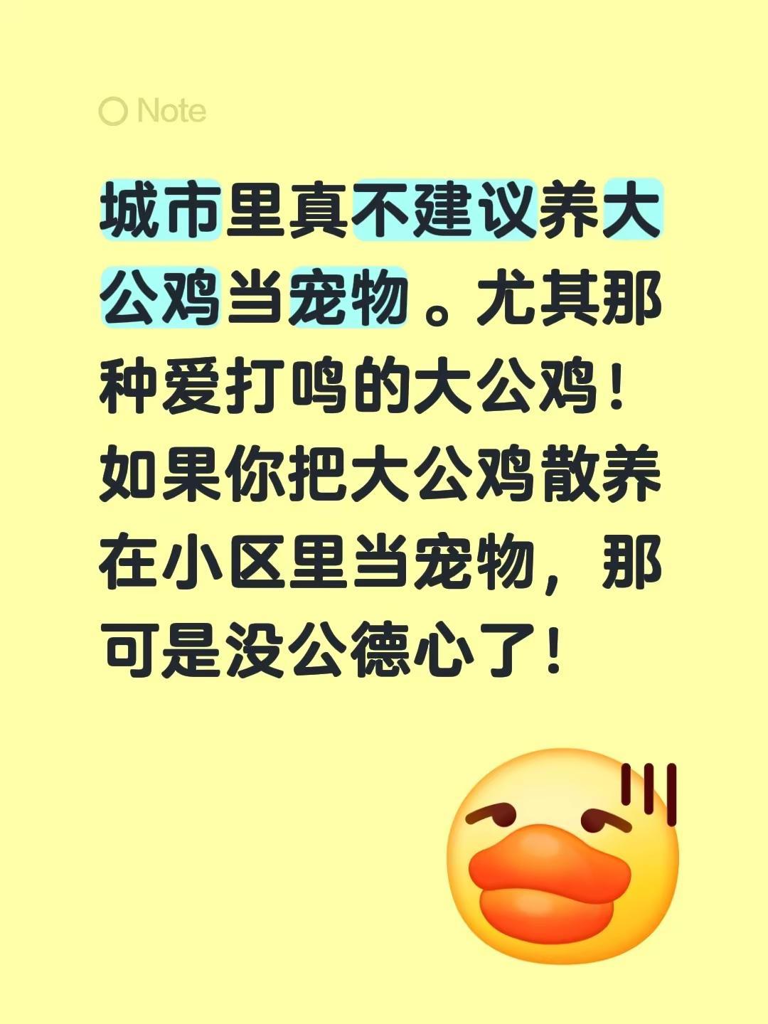 城市里真不建议养大公鸡当宠物。尤其那种爱打鸣的大公鸡！如果你把大公鸡散养在小区里