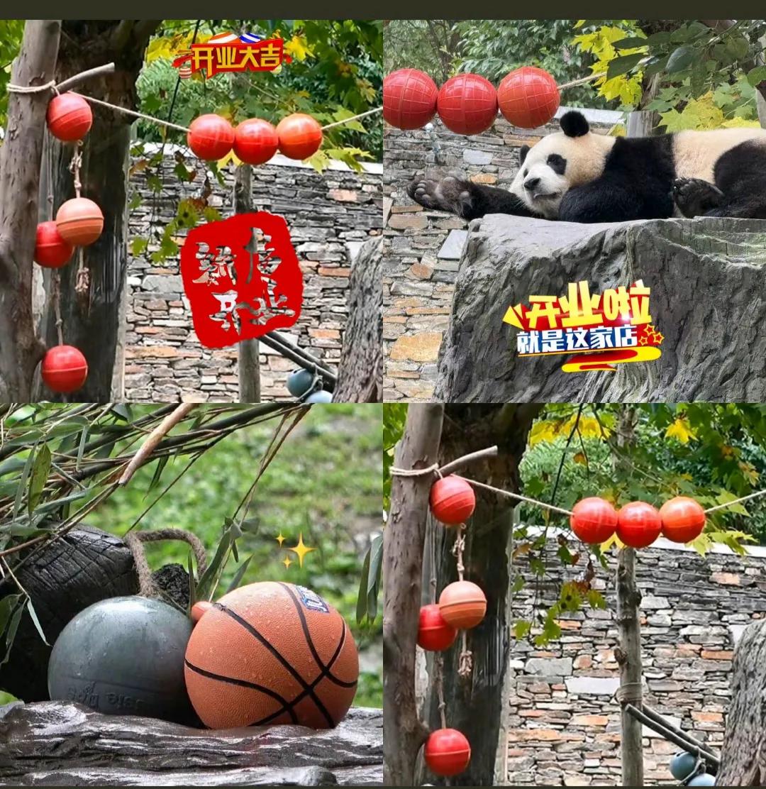 大熊猫福宝这是要开球厂啦，赶紧整个代言指定行。
怪不得大家对神树坪有意见，意见必