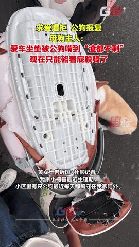 “因爱生恨？” 安徽合肥，一女子家的母柯基生理期到了，结果小区里的一只公狗发现后