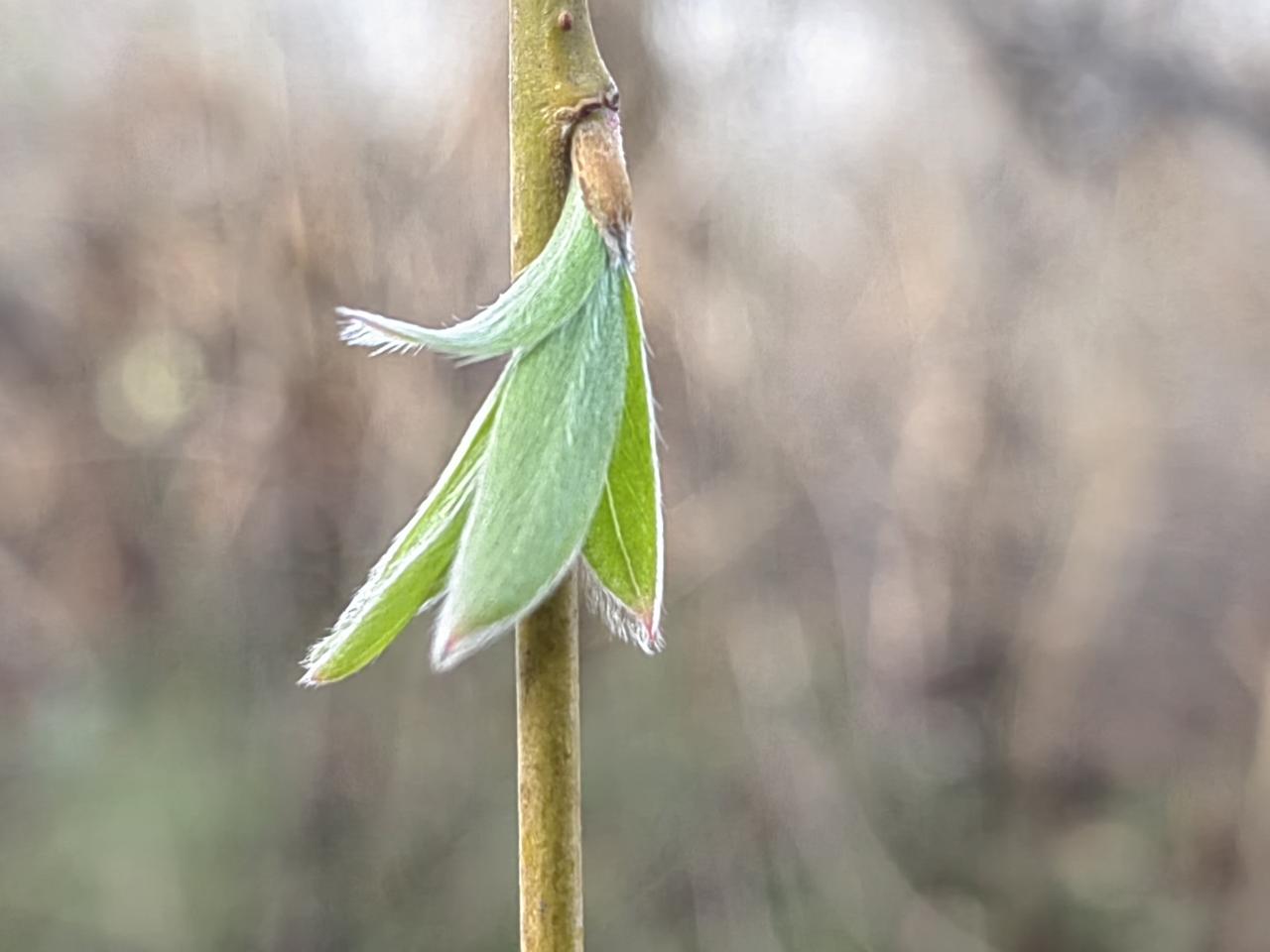 你看，春天真实到了！