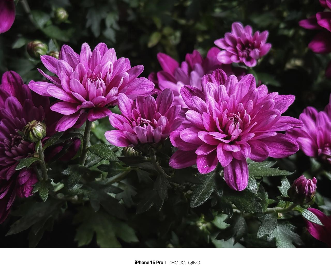 iPhone15Pro随手拍｜秋菊
又到一年赏菊时，父亲精心栽种的菊花开得绚烂夺