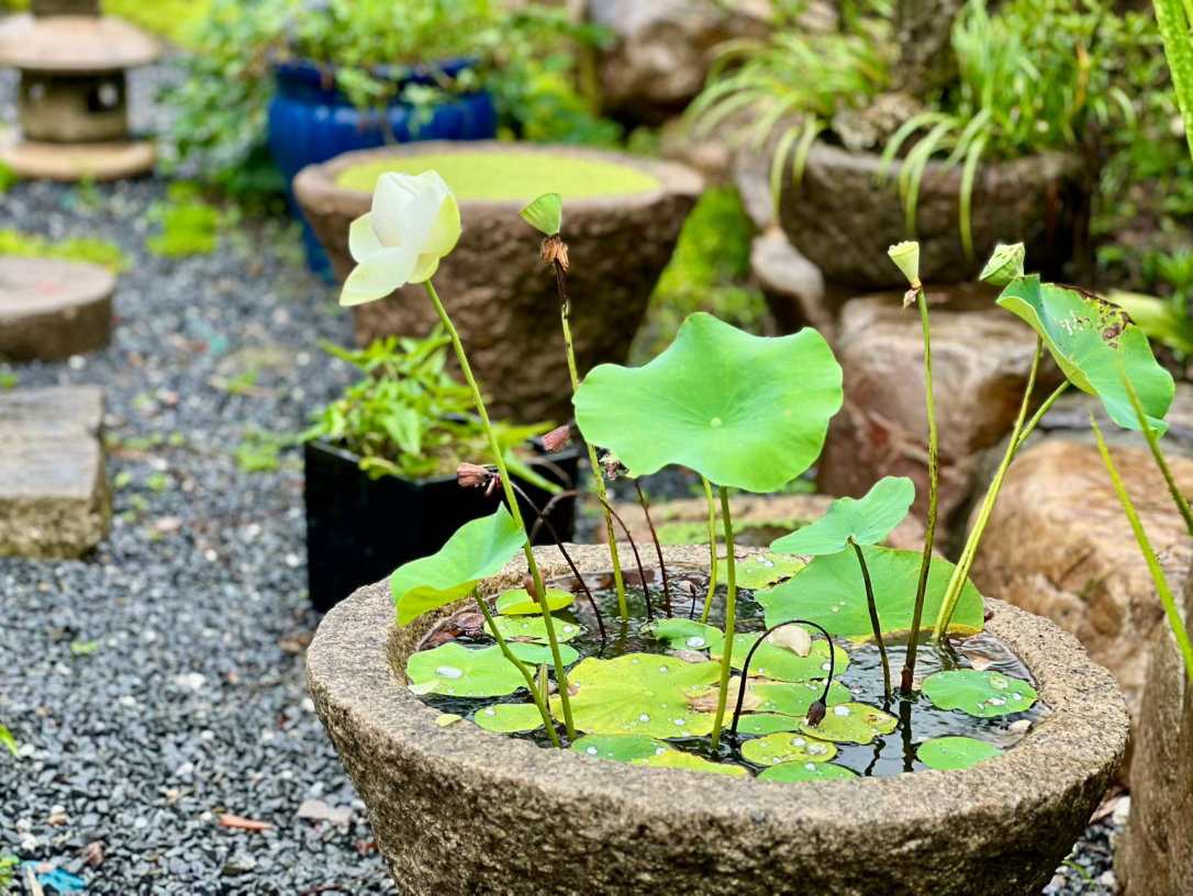 黄梅时节家家雨，出门记得带伞。 