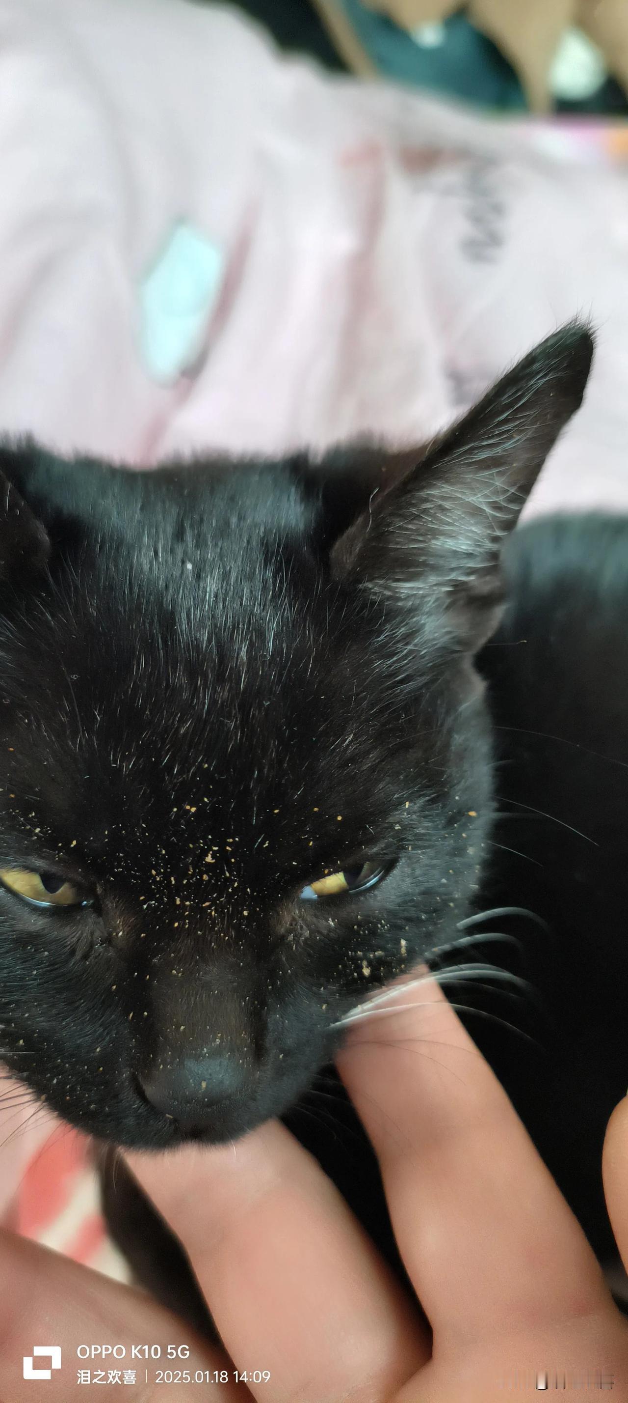 分享一张你最近随拍的照片猫猫吃完饭的脸[捂脸][捂脸]