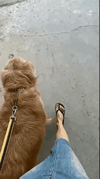 在美食面前，狗子没有任何抵抗力。