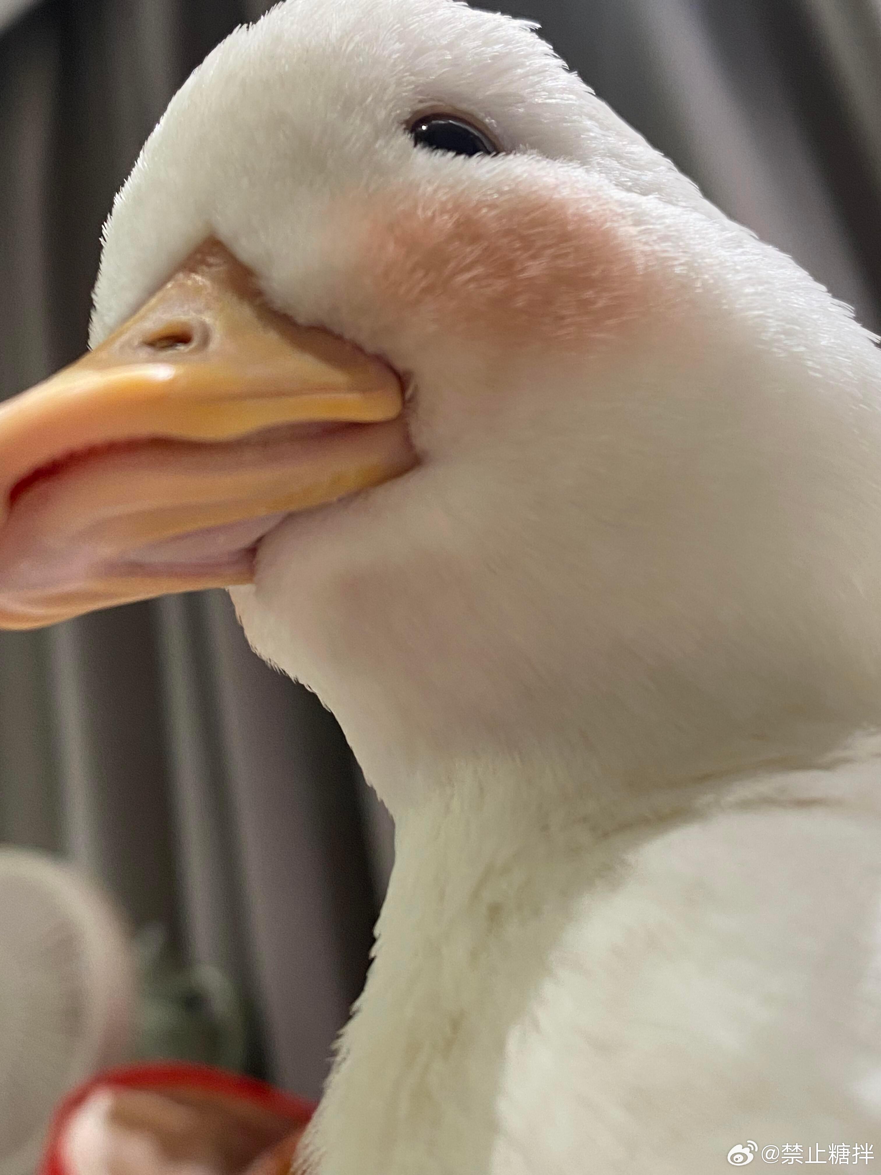 不知道， 鸭子的嘴唇很曼妙 