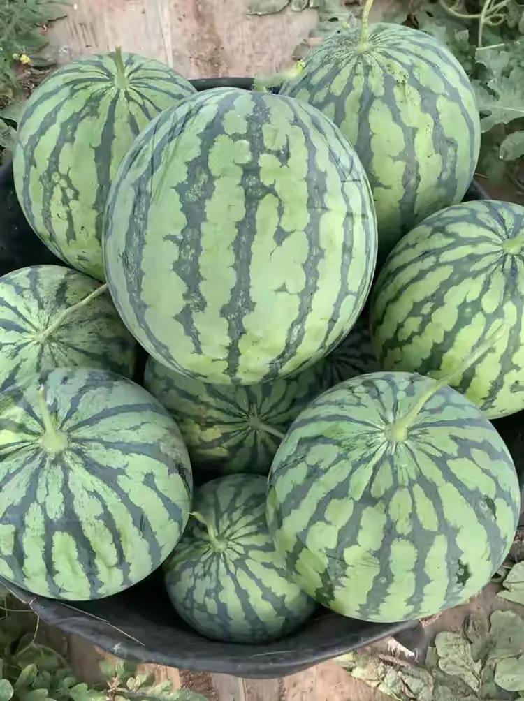 《瓜熟蒂落》

孤家寡人怎么过

夜夜笙歌醉快活

举头三尺问老罗

哪有心思枫