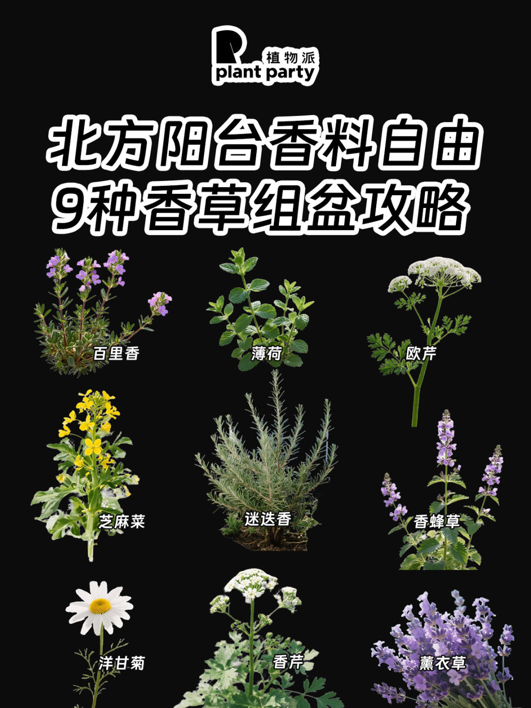 🌿北方阳台香料自由🔥超好养10款香草