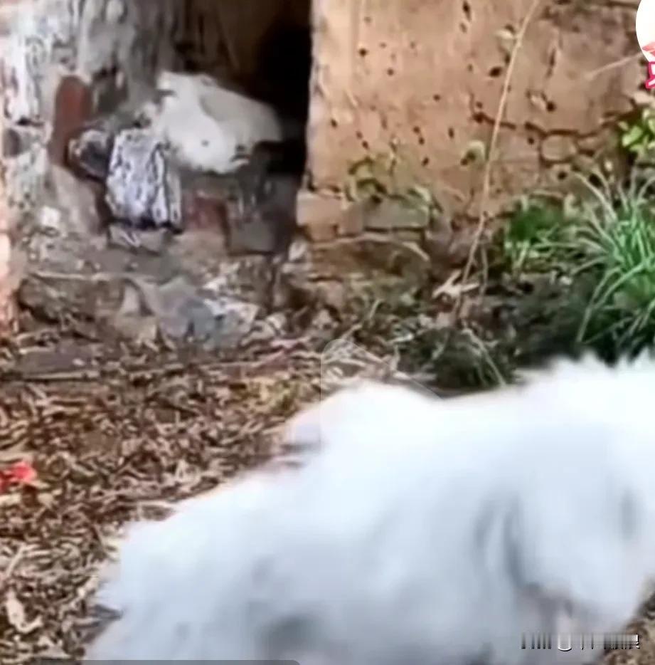 一只流浪狗妈妈去外面寻找食物，后腿被人打成瘫痪，为了家中的二只宝宝忍着疼痛趴回狗