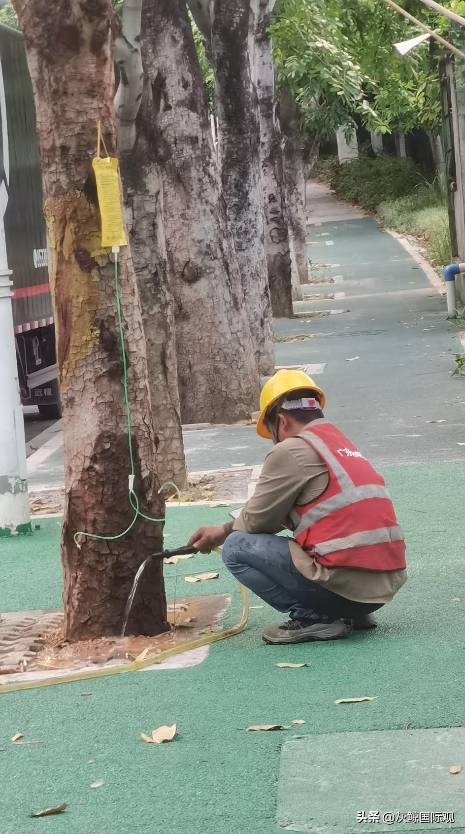 这颗树生病了，树医生在给它浇水！
城市的绿化离不开辛勤劳动者！
这个点下班高峰期