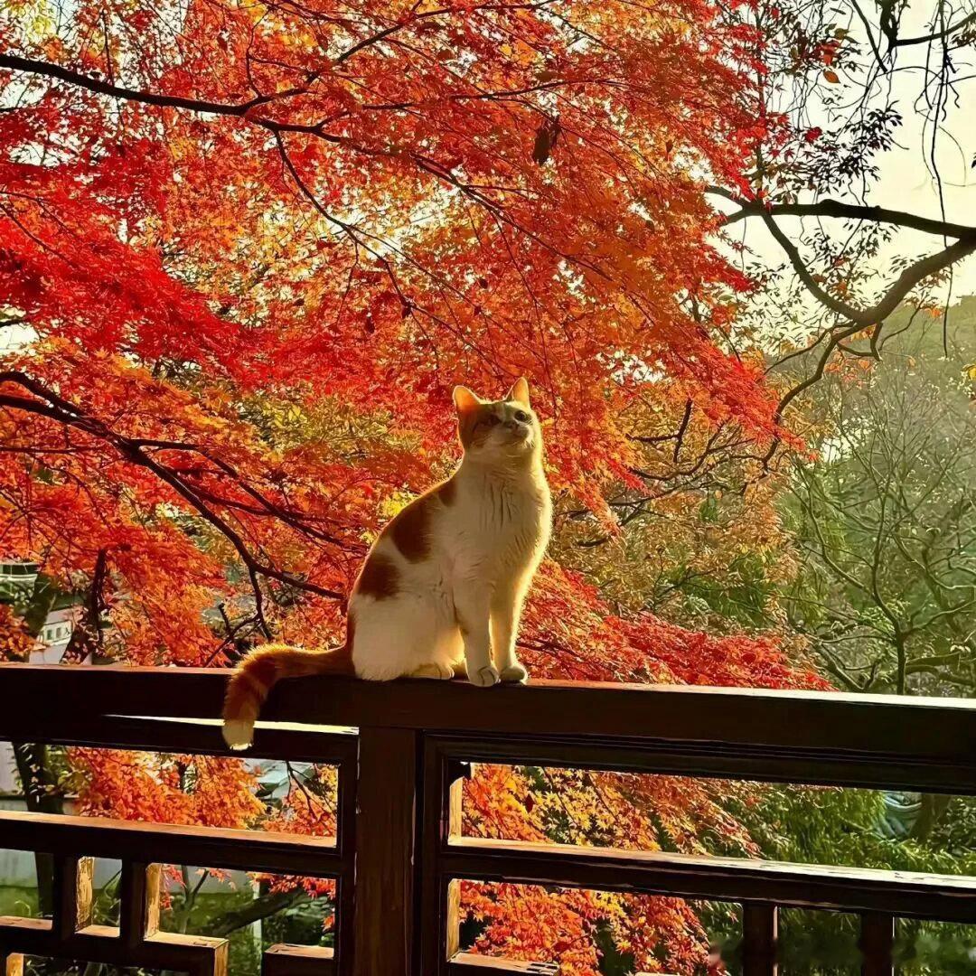 今天是8月7日，星期五，早上好呀！今日立秋，秋风起，念安好，愿你历经盛夏，在秋天
