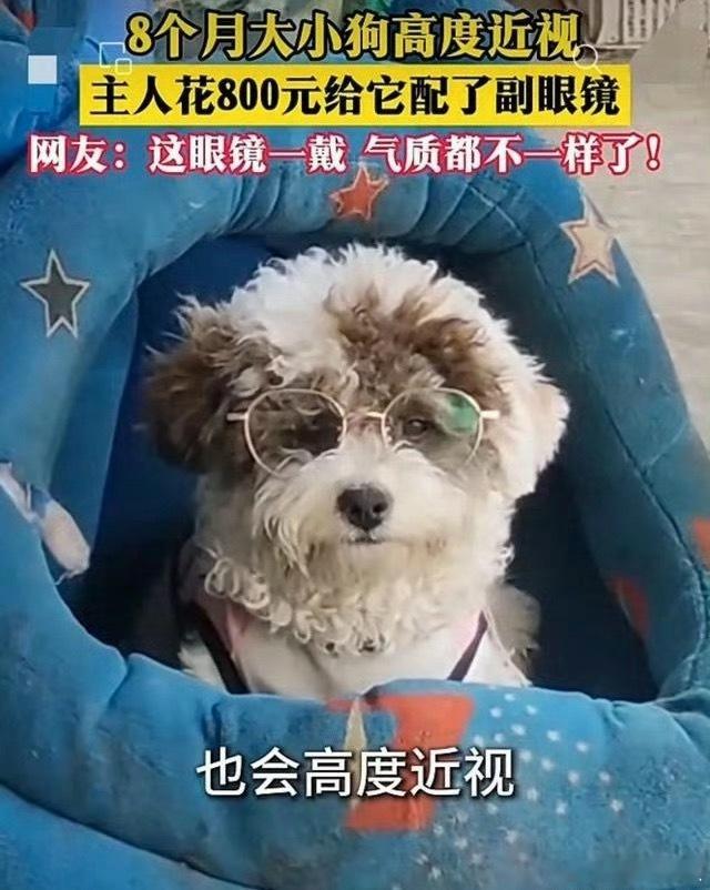 小狗近视主人花800元给定制眼镜得亏理想送了我一副好眼镜。要不我都没带过比狗眼镜