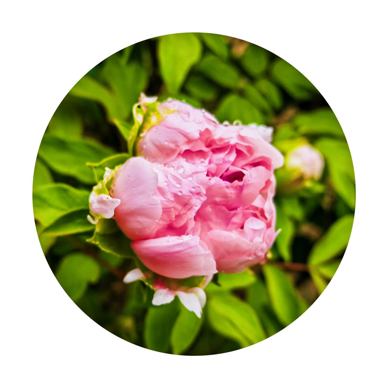 分享牡丹美景北京动物园的牡丹花