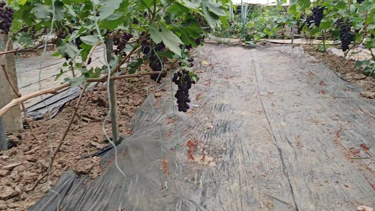 春红三号早熟葡萄第一年春茬结得真不错，一穗半斤到一斤左右的挂果量很完美，果粉浓重