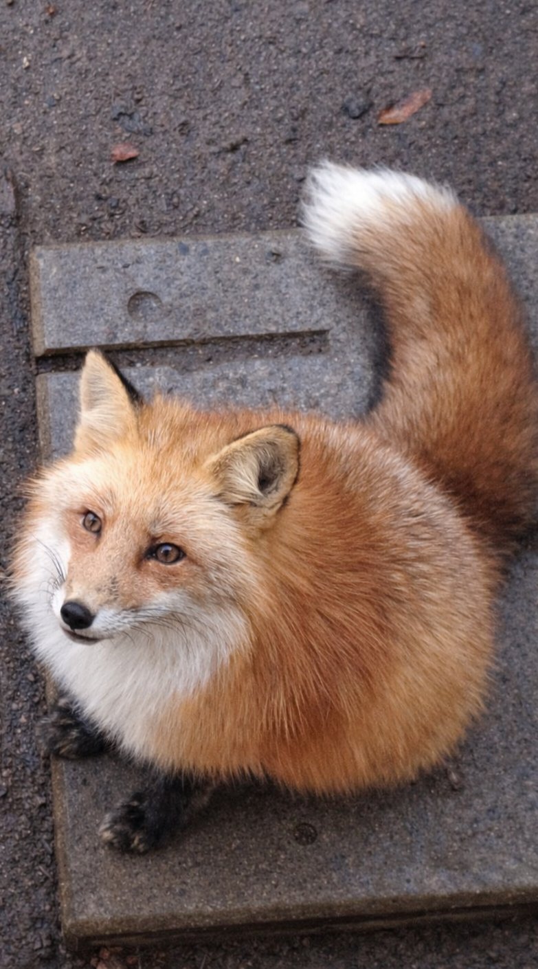 是圆圆的狐狸宝©️weeksroom 