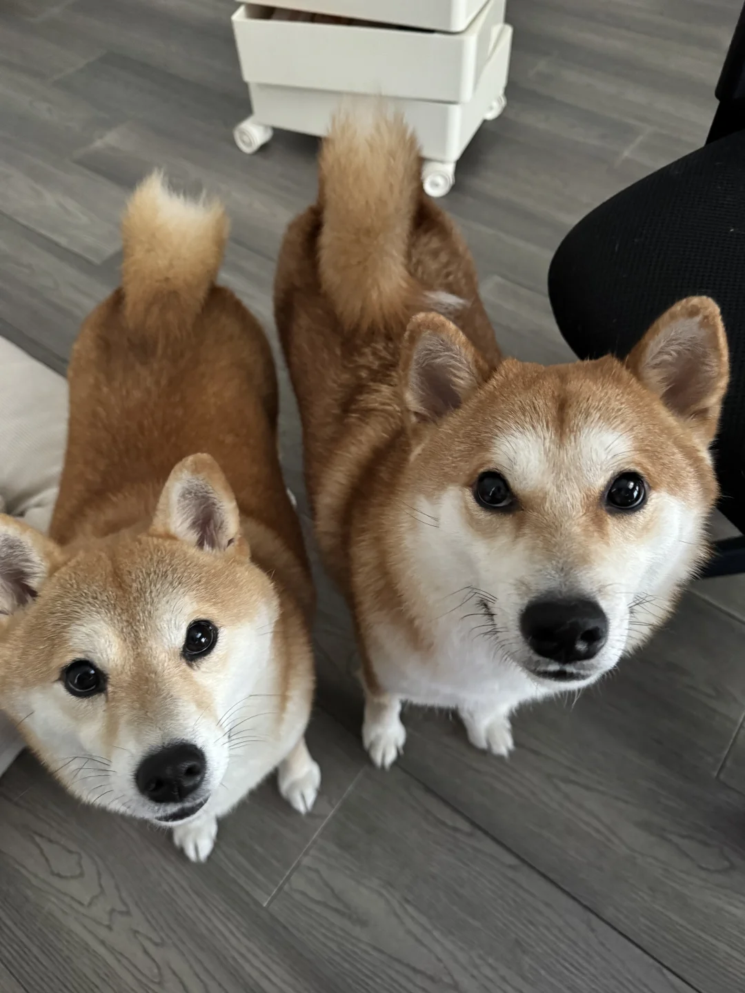 狗子们紧紧盯住🤐