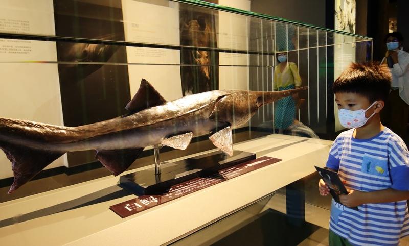 小伙意外钓到疑似国家一级保护动物长江鲟后，为何会选择放生并报警？这背后隐藏着怎样