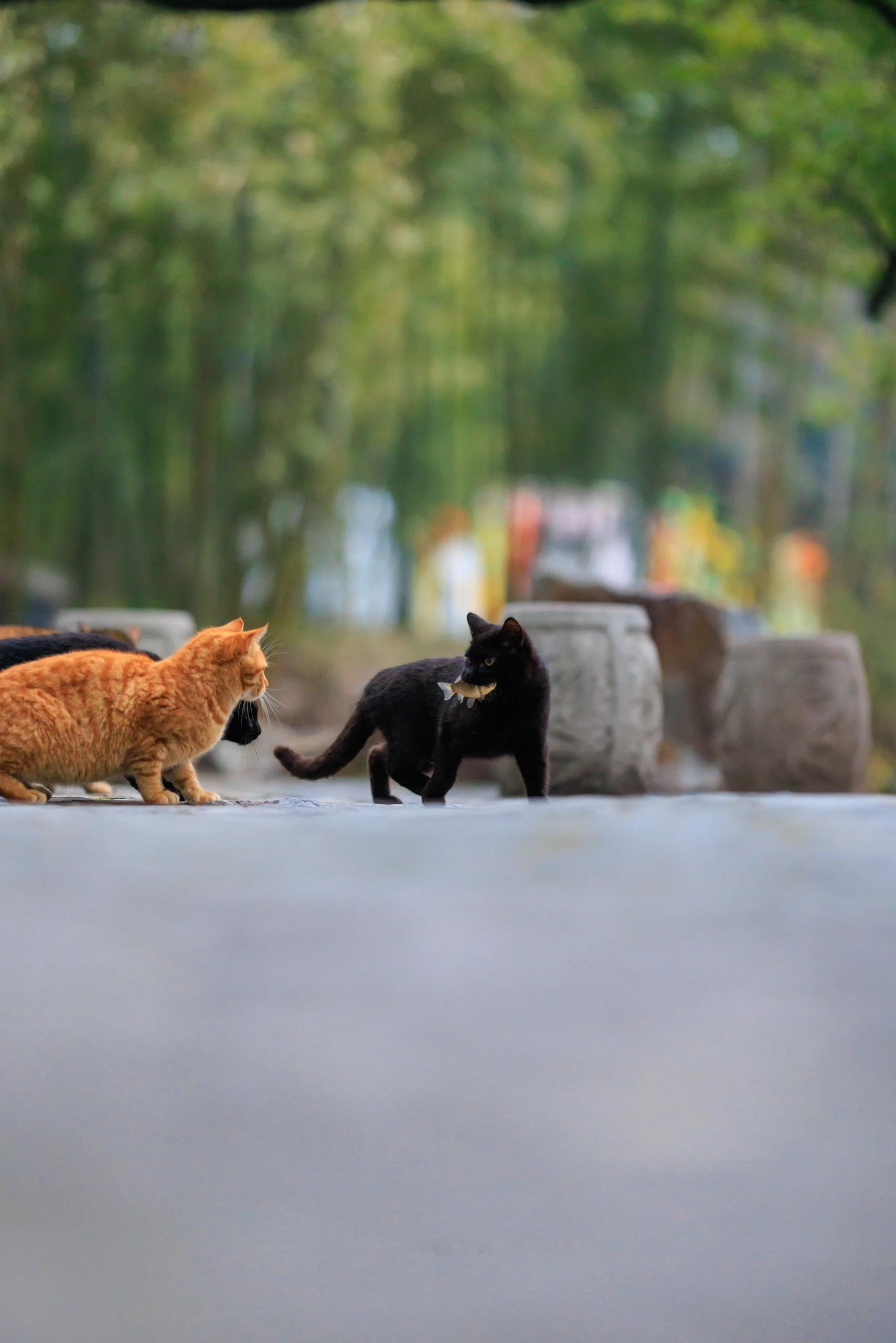 大佬出街，注意避让[酷]#全网内拴绳的猫咪都是大佬# ​​​