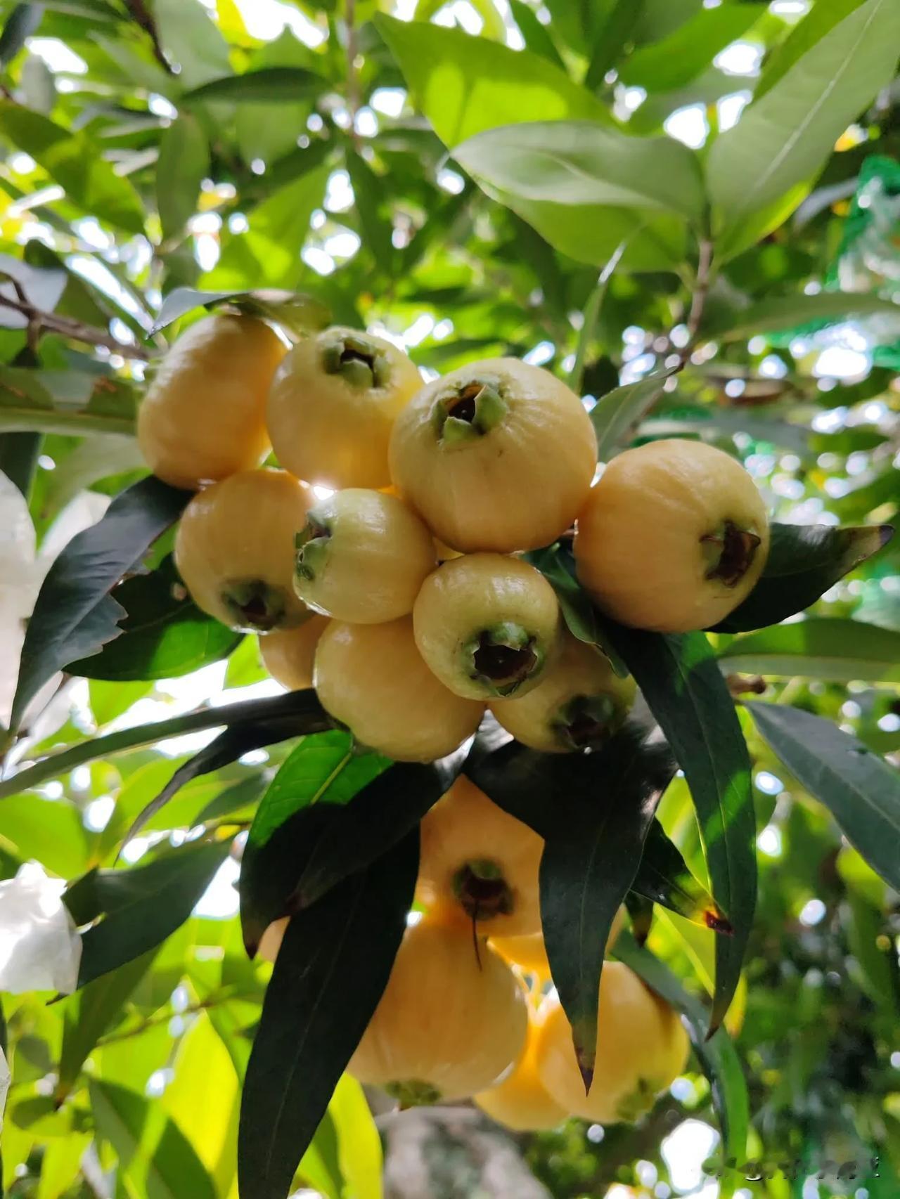 大豐收，有玫瑰和蘋果的芳香滋味，很好吃！
PS：不是芭樂哦！是蒲桃又名香果或風鼓