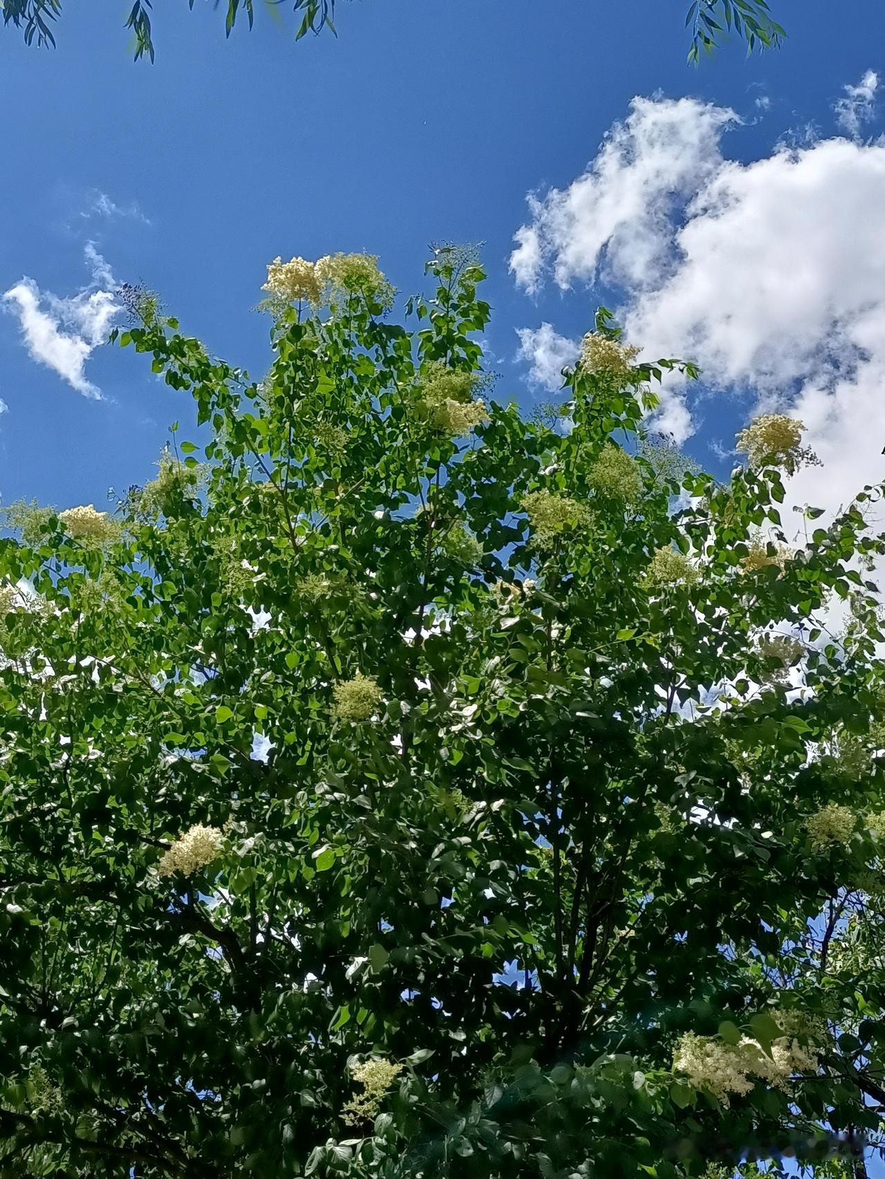 小区院内全身都是宝的暴马丁香开花了。它舒展着高大的树姿，枝繁叶茂间缀满素雅花簇，