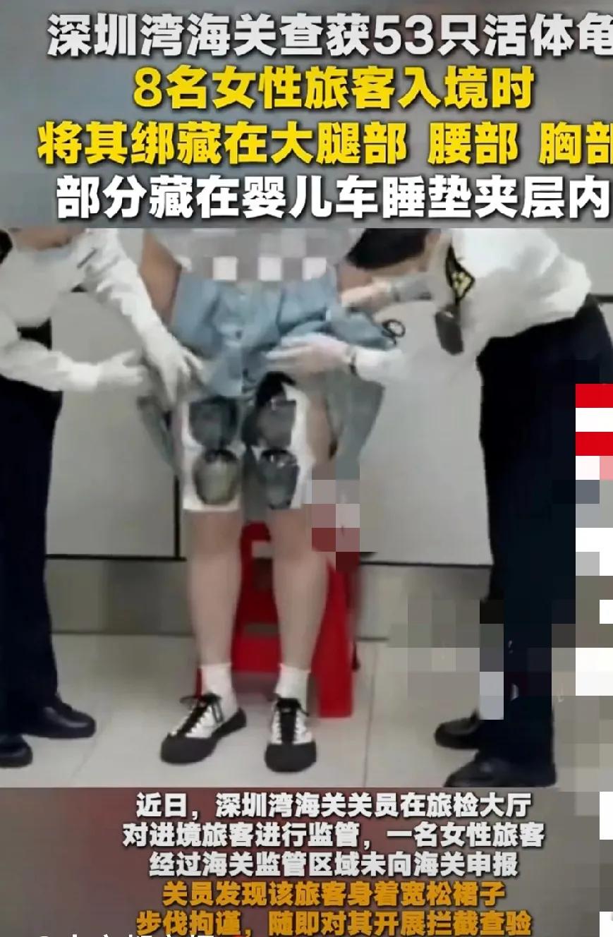 这八个女的喜欢乌龟，大老远的藏着入境干嘛呢？不用那么麻烦从国外带进来。让她们丈夫