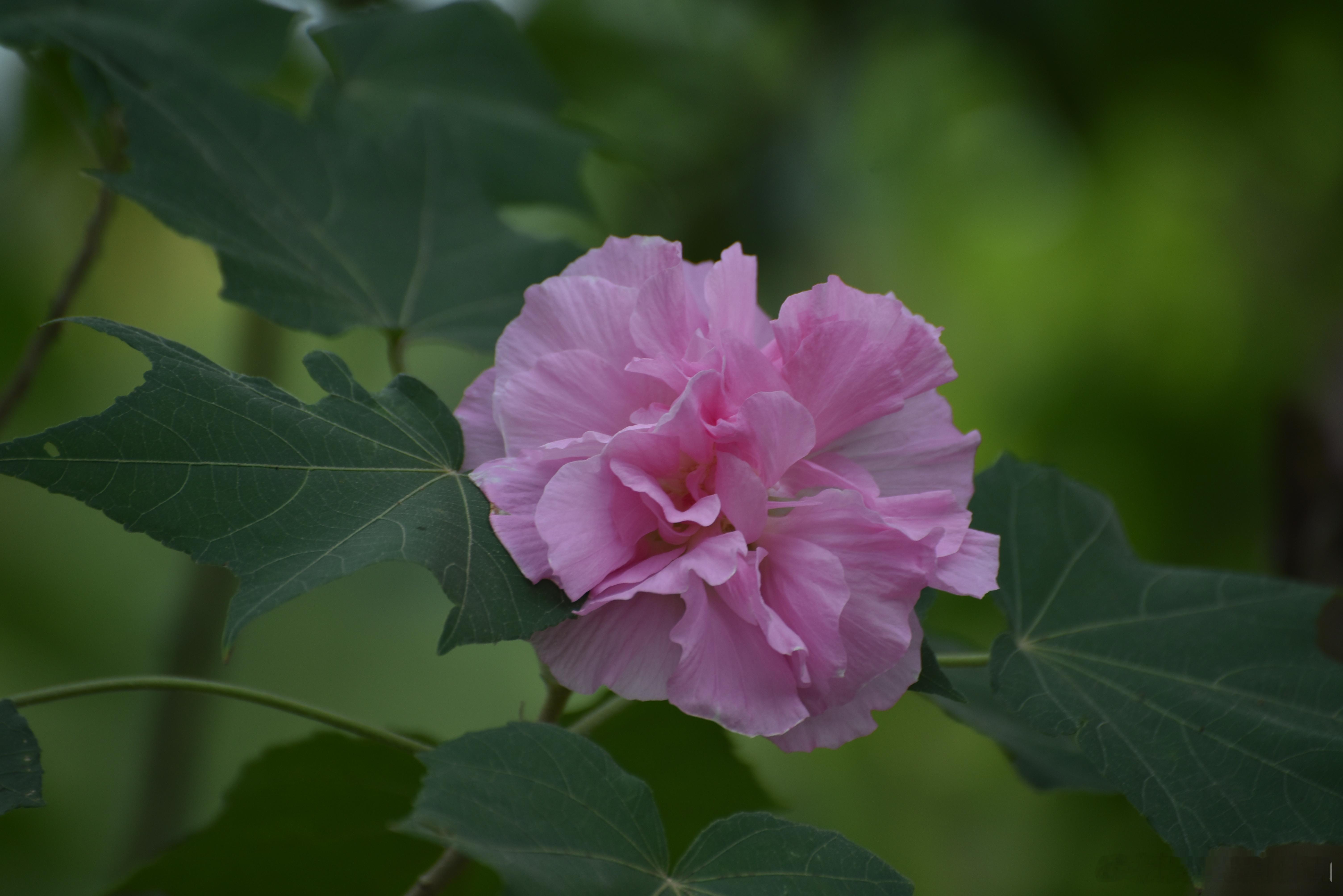 摄影[超话]  木芙蓉 别名芙蓉花 、拒霜花 锦葵科木槿属植物，一日三变色 