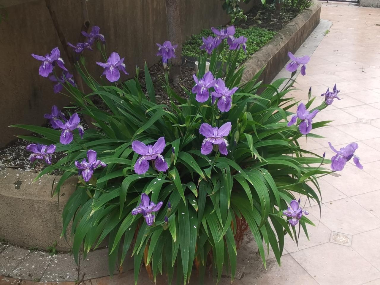 小区院子里发现一丛花，有点像蝴蝶兰，一查形色才知道是
鸢尾花，好漂亮。
鸢尾又名