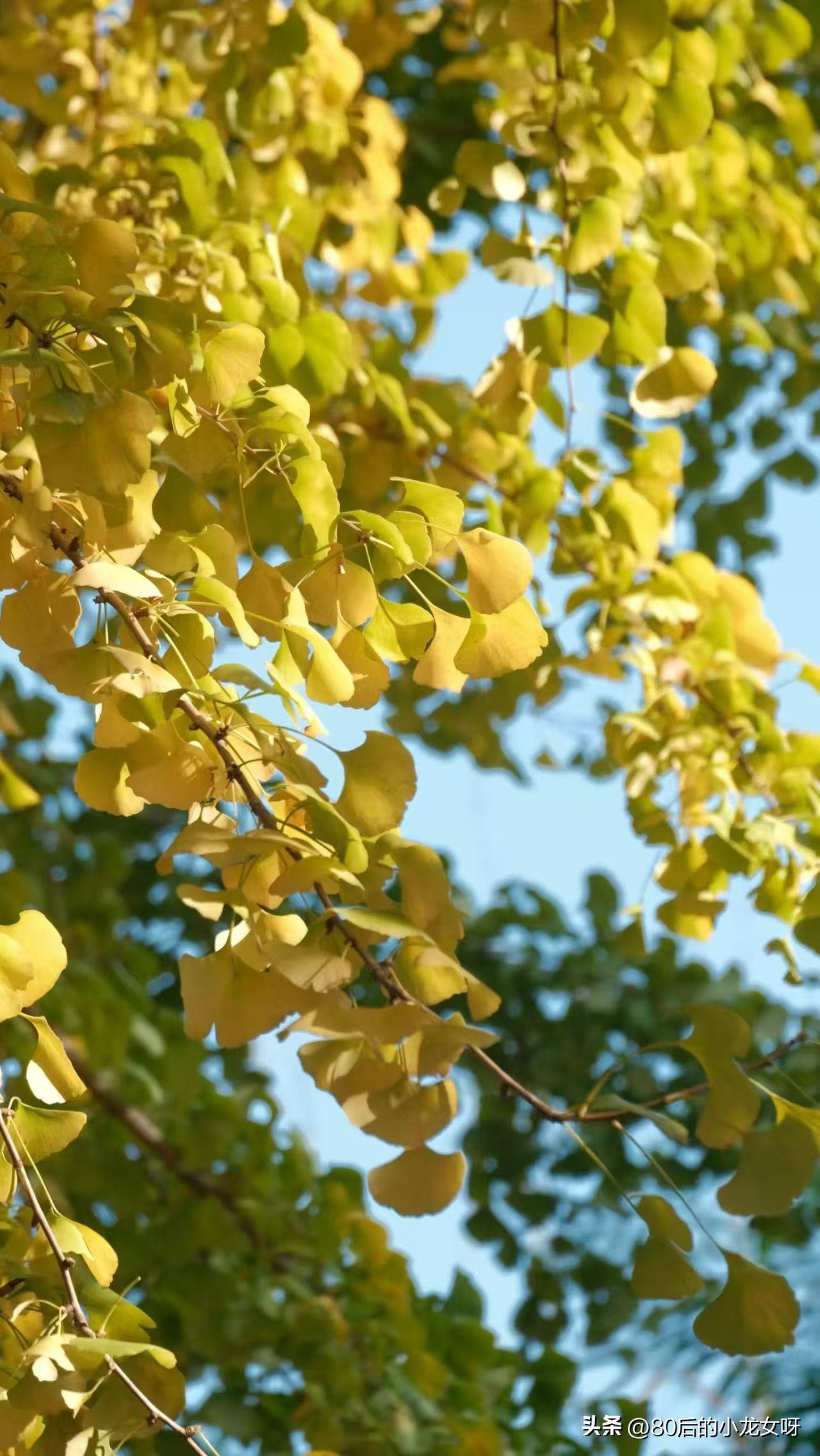 昨天的流量出来了，展现量4956，阅读量35，收益为0，好不容易看到了曙光，又被