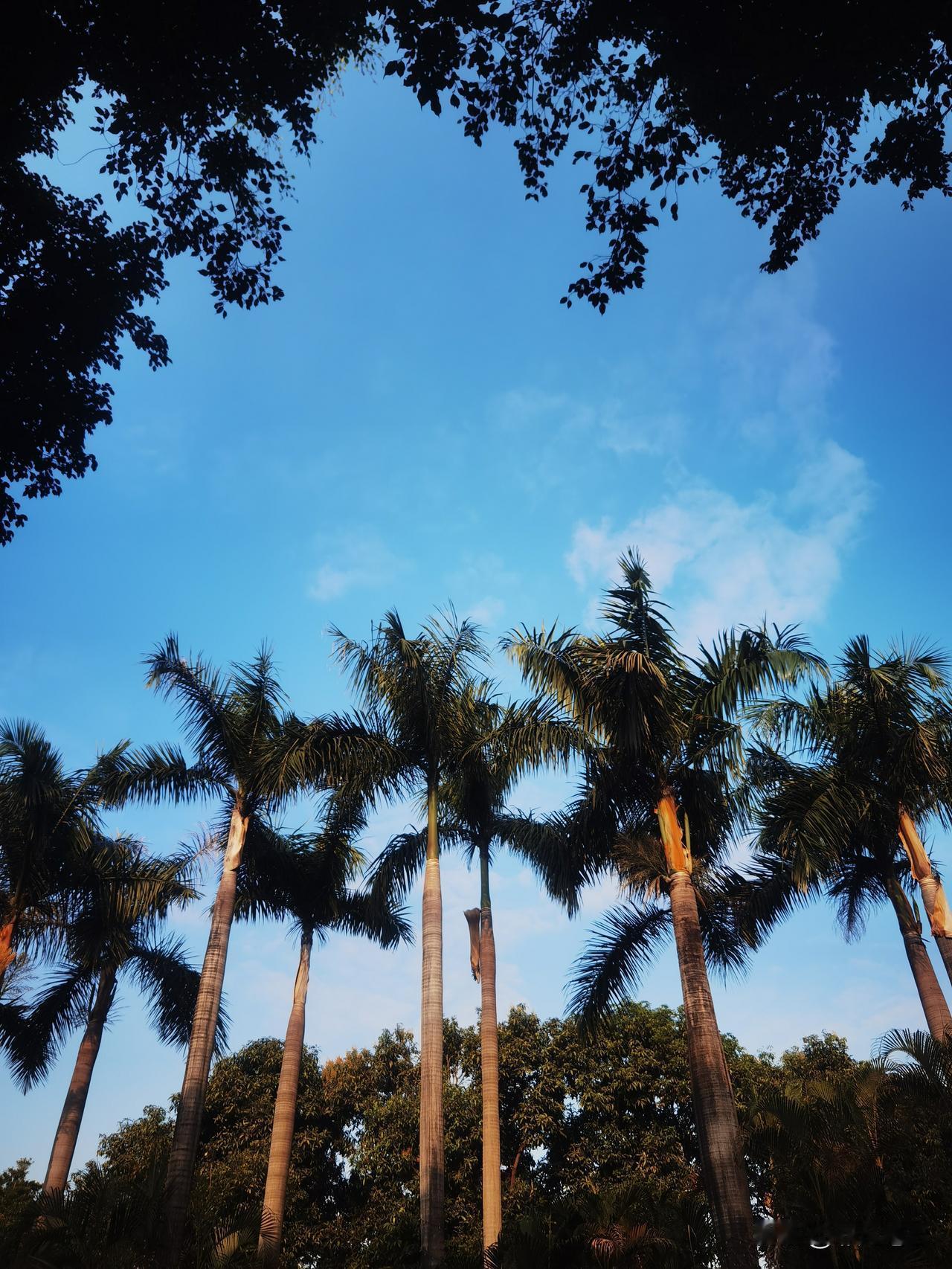 今天的广州天空蔚蓝，阳光明媚，暖冬依旧！抓紧晾晒好时机，据说有新阿冷到访，我不喜