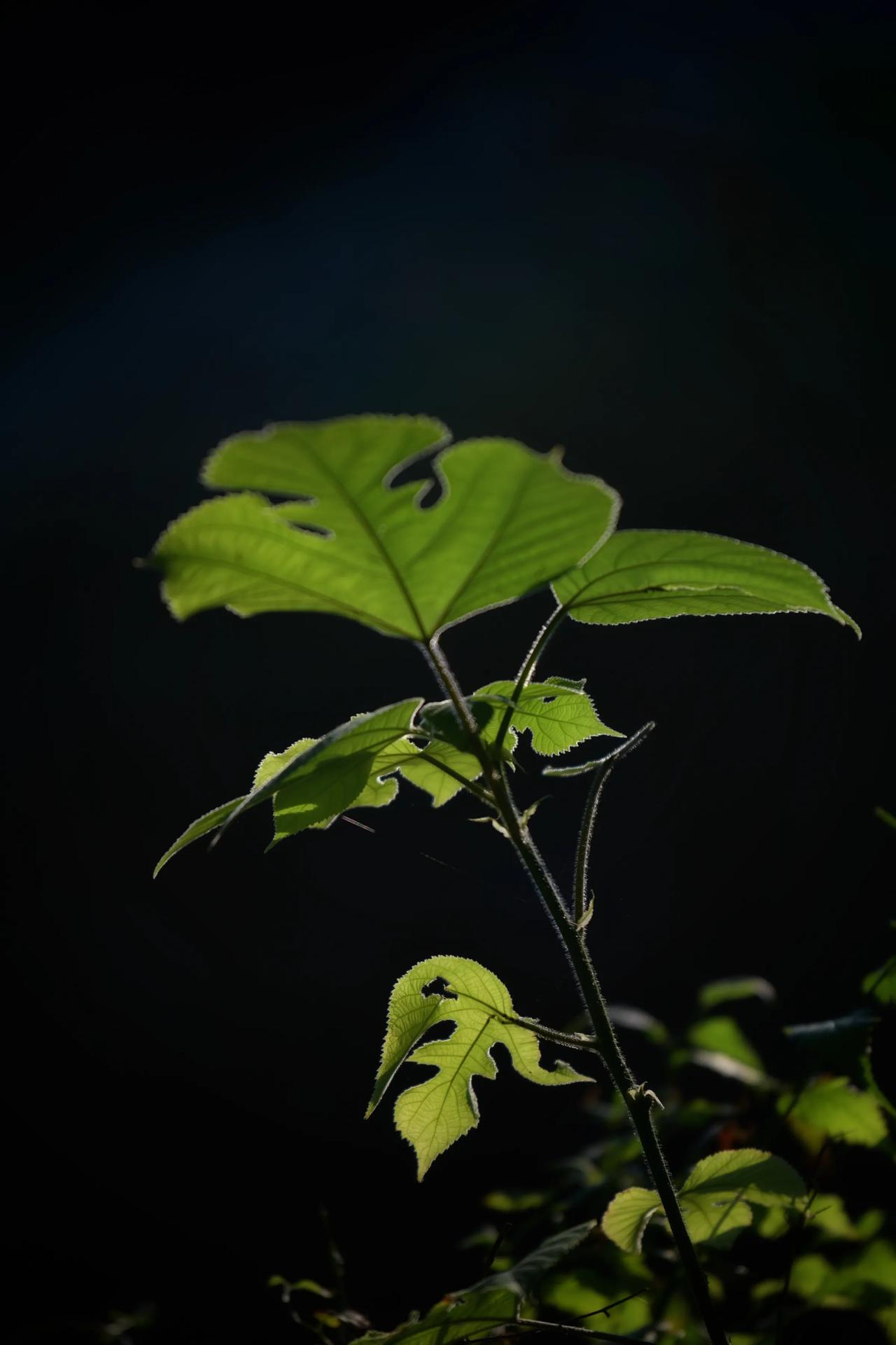 清晨随拍的树叶和芦花。#相机随拍一片荷# #残荷花池随拍# #手机随手拍叶子# 