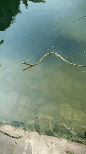 如果陈冲不能说明她领养的那一对中国双胞胎的去向和生活状态，她就死在美国吧！永远不