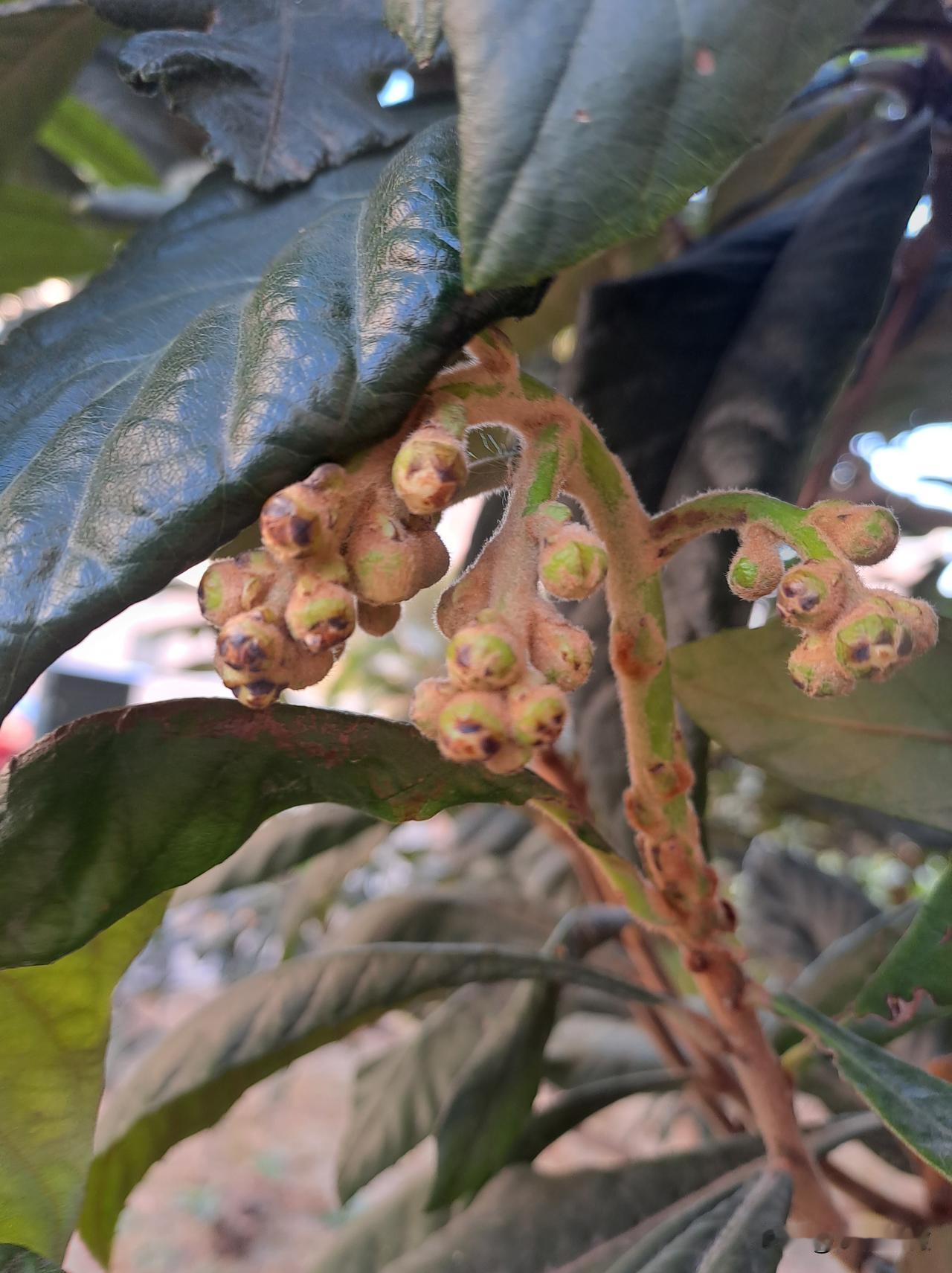 冬日生活打卡季枇杷结果了几天前在头条发了枇杷花，今天看见了小枇杷！意味着我们在头