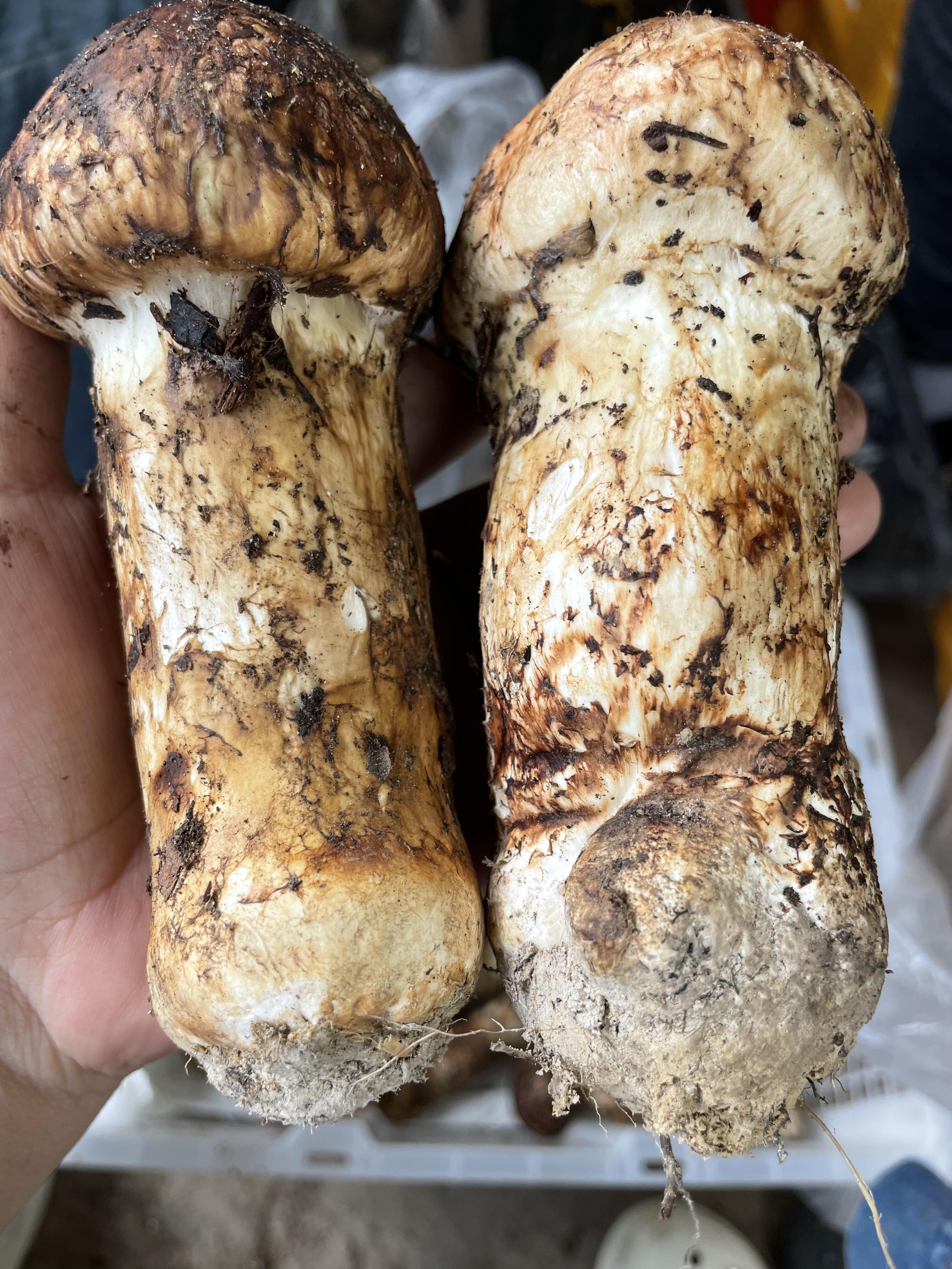 鲜松茸又大又挺，抓紧时间了 已接近尾声。 ​​​