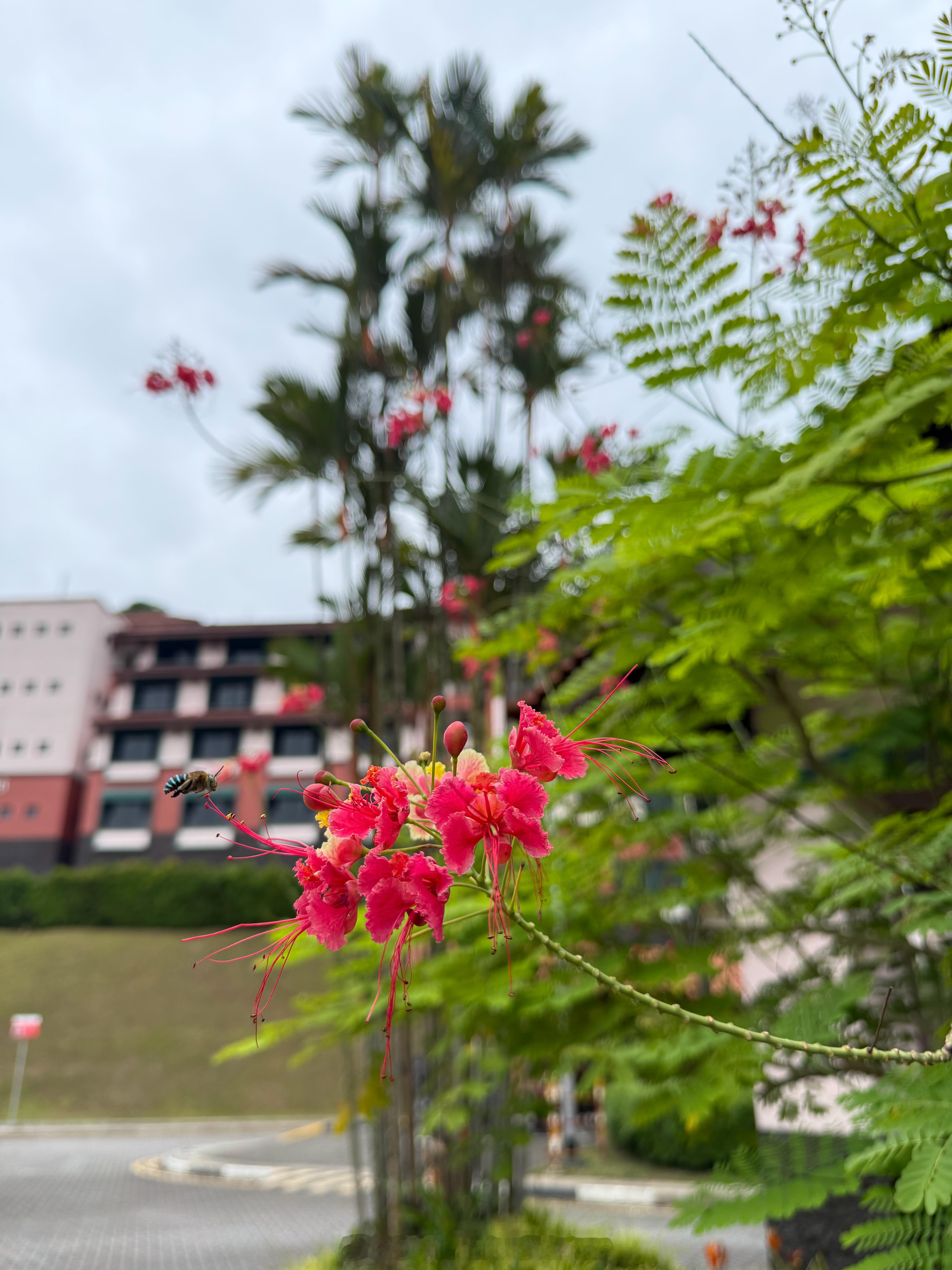 鲜花盛开 蜜蜂自来午饭 新加坡·North Spine @ NTU