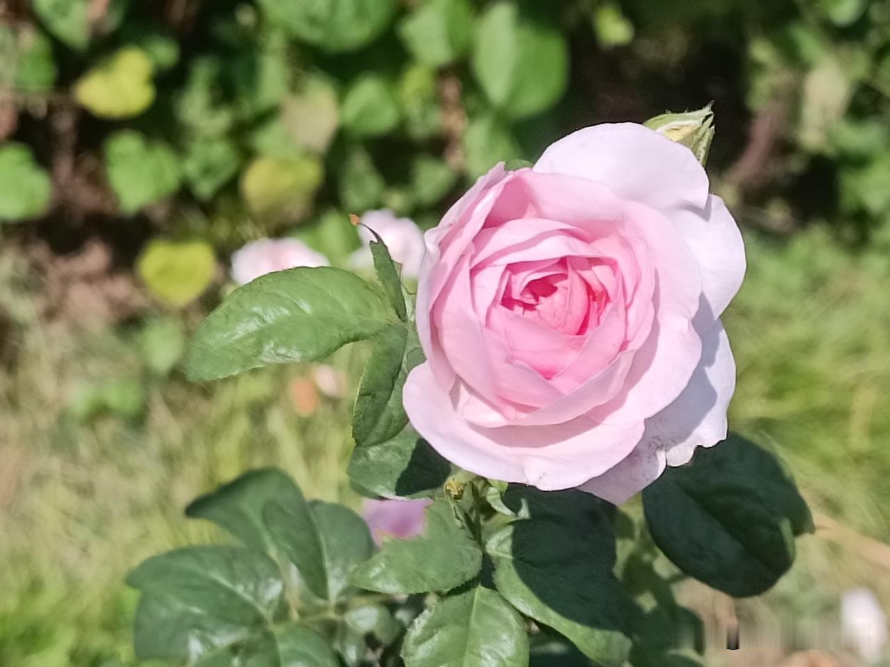浅粉月季，把初秋的温柔开成花✨
（拍摄于2026-8-10）