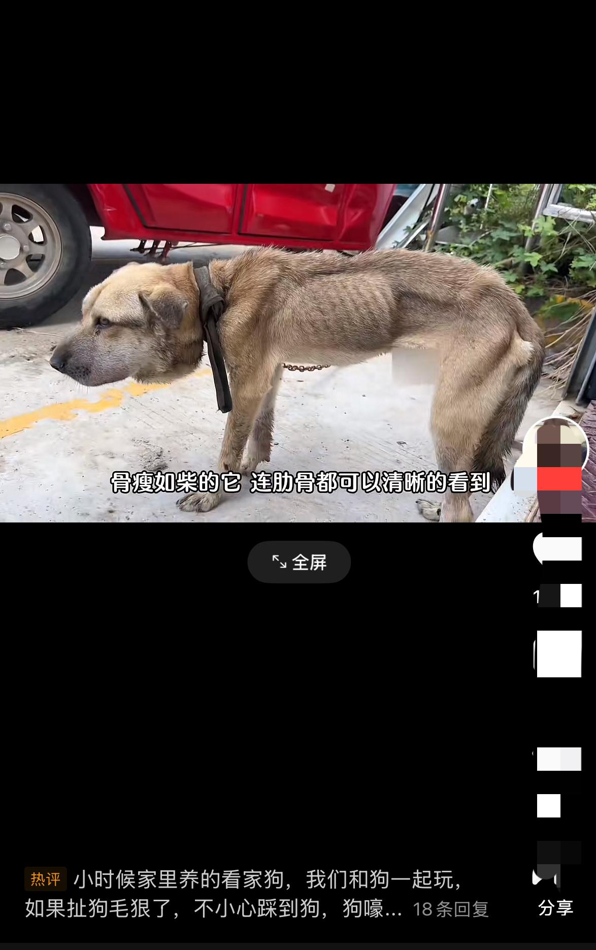 狗狗脖子被勒肿的像个气球，遇到食物边吃边流泪，如今已涅槃重生

救它那天，铁链嵌