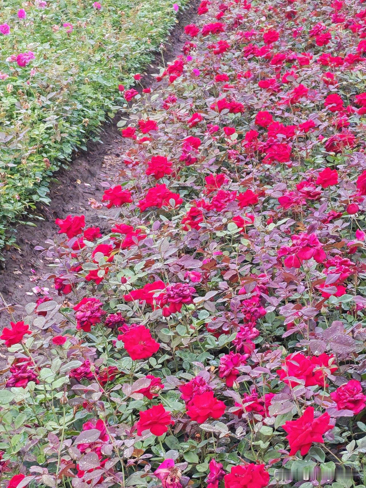 正月初十，老公要去他的朋友那边负责绿化工地。临走时，他一再嘱咐，让我一定要照顾好