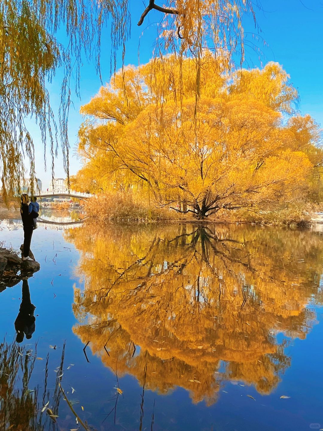 被10➕万人围观的紫竹院拍照机位请查收💗