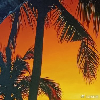 被一整片橘子海落日治愈了🌴框住椰林、晚风与漫海金光夕阳坠进海面，连风都变得柔软